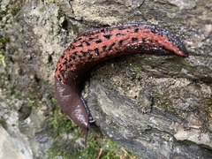 Limax dacampi