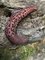 Limax dacampi