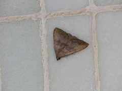 Scedopla umbrosa