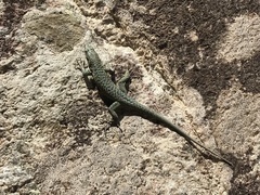 Archaeolacerta bedriagae