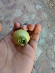 Melicoccus bijugatus