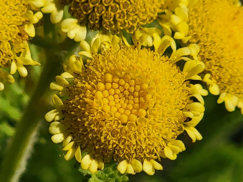 dune tansy