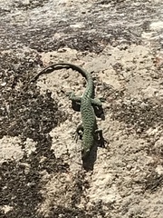 Archaeolacerta bedriagae