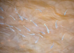 Fundulus heteroclitus