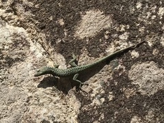 Archaeolacerta bedriagae