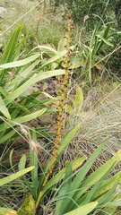 Satyrium parviflorum