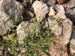 Cryptantha pterocarya