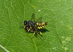 Ectemnius cephalotes