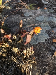 Polystachya pubescens