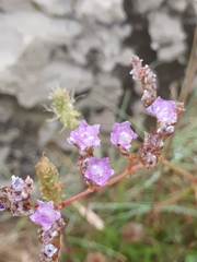 Limonium binervosum