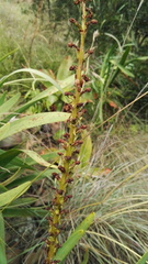Satyrium parviflorum