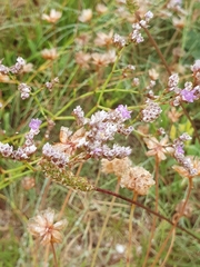 Limonium binervosum