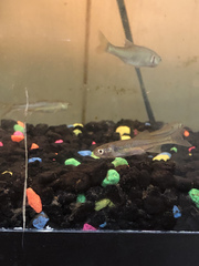 Notropis atherinoides