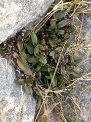 Polystachya pubescens