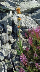 Gentiana lutea aurantiaca