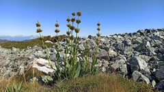 Gentiana lutea aurantiaca