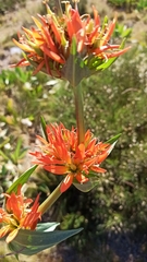 Gentiana lutea aurantiaca