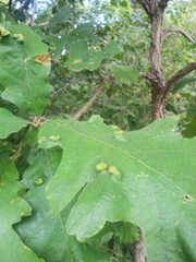 Aceria querci
