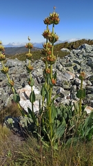 Gentiana lutea aurantiaca