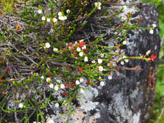 Exobasidium cassiopes