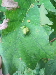 Aceria querci