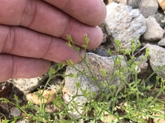 Cryptantha pterocarya