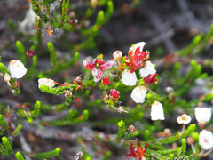 Exobasidium cassiopes