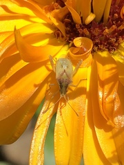 Harmostes