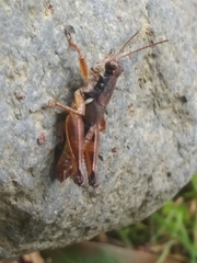 Melanoplus mancus