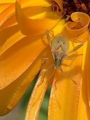 Harmostes