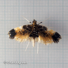 Thysanoidma stellata