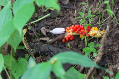 Amorphophallus commutatus