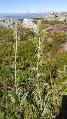 Eryngium duriaei