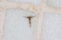 Stathmopoda stimulata