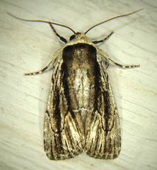 Sympistis badistriga