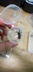 Selenocosmiinae