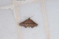 Throana pectinifer