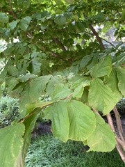 Parrotia