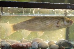 Squalius vardarensis