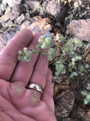 Cryptantha pterocarya