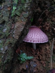 Leucoagaricus lilaceus