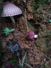 Leucoagaricus lilaceus
