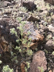 Cryptantha pterocarya