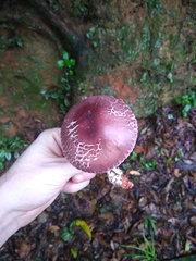 Leucoagaricus lilaceus