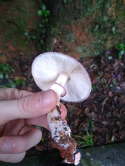Leucoagaricus lilaceus