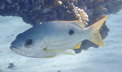 Lutjanus ehrenbergii