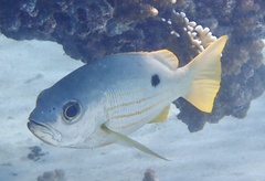 Lutjanus ehrenbergii