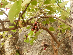 Erythrina sigmoidea