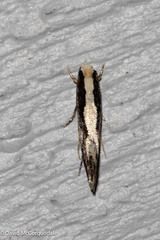 Monopis dorsistrigella