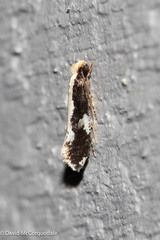 Monopis dorsistrigella